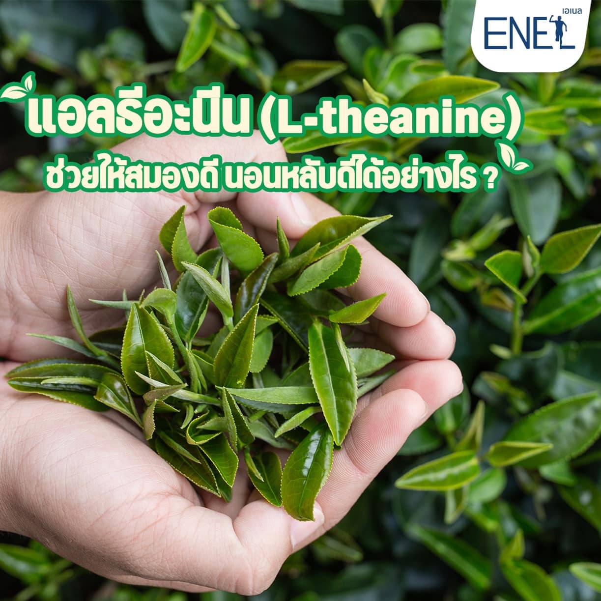 l theanine ผล ข้าง เคียง
