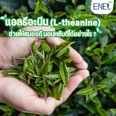 แอลธีอะนีน (L-theanine) ช่วยให้สมองดี นอนหลับดีได้อย่างไร