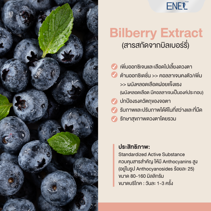 สารสกัด Bilberry (บิลเบอร์รี่)