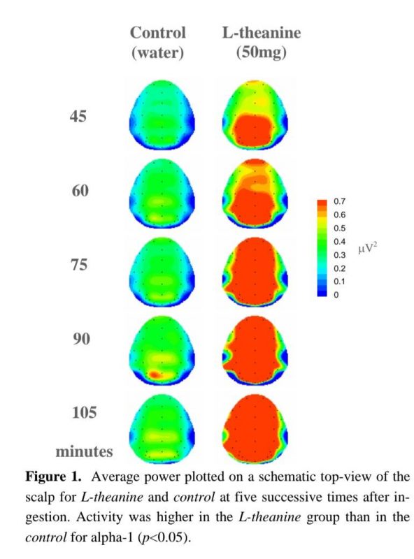 l-theanine, a natural constituent in tea and its effect on mental state - 1