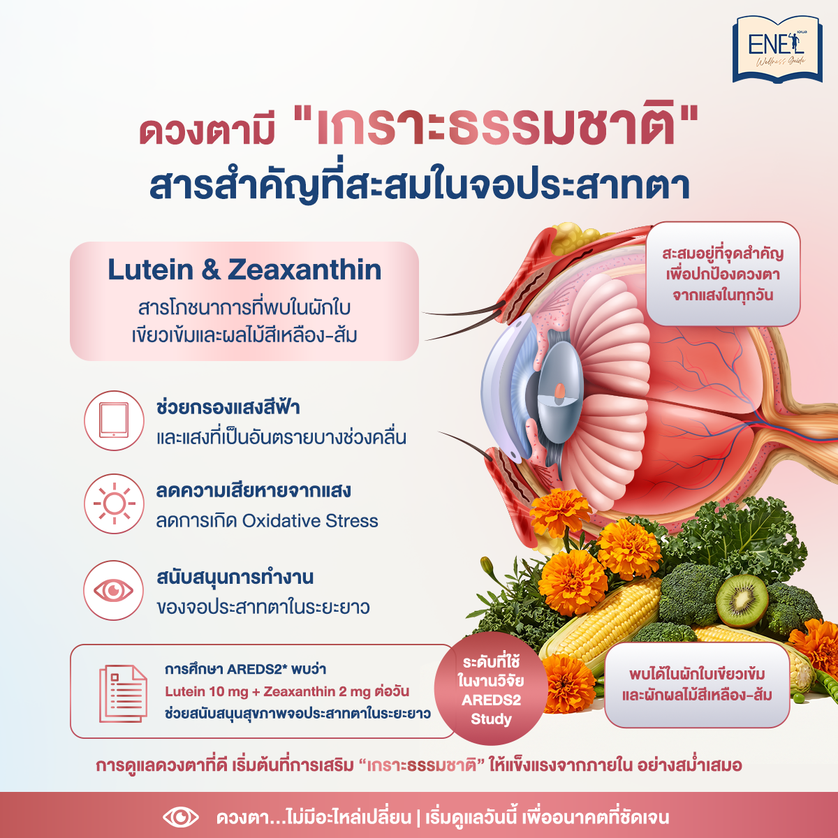 เกราะป้องกันดวงตาจากธรรมชาติ